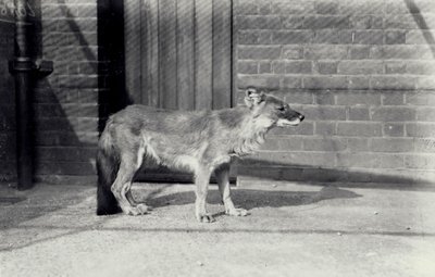 Siberische wilde hond of dhole in de dierentuin van Londen, oktober 1916 door Frederick William Bond